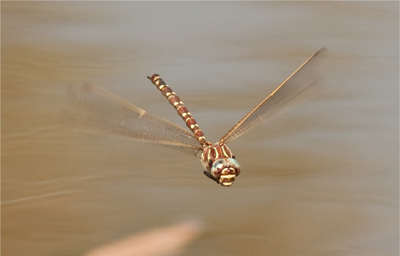 Austroaeschna unicornis
